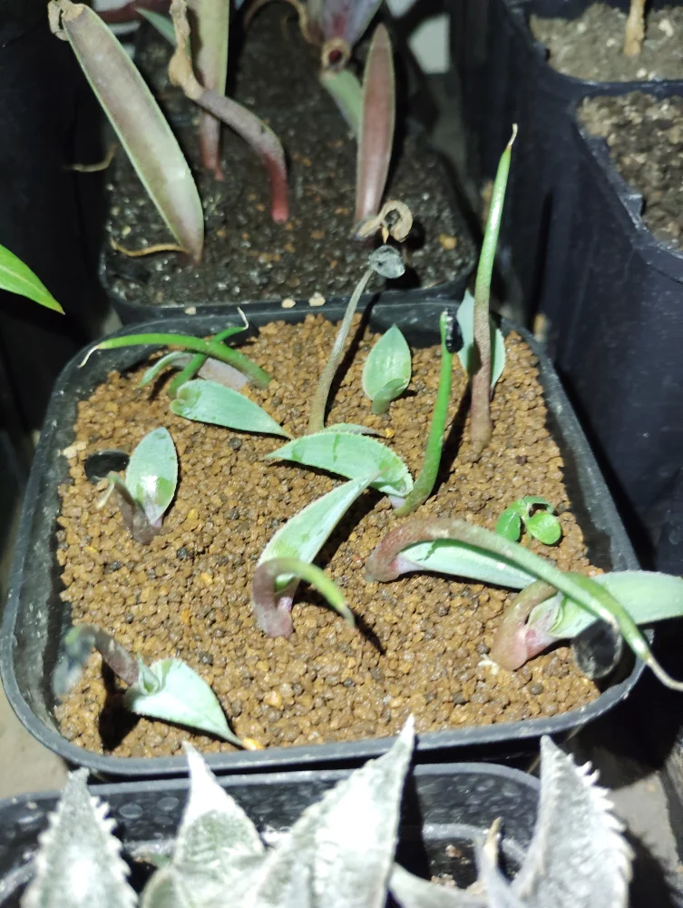 Agave lyobaa (アガベ リオバー)