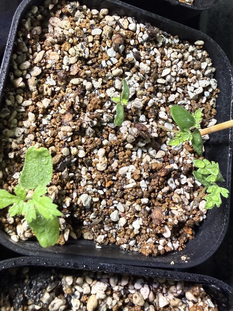 Pachycormus discolor var. veatchianus (パキコルムス ディスカラー ビーチアナス)