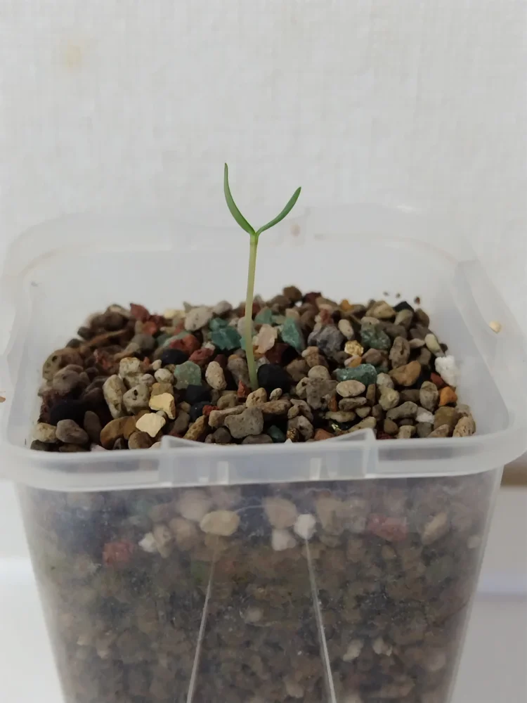 種子] フォークイエリア コルムナリス 観峰玉 Fouquieria columnaris
