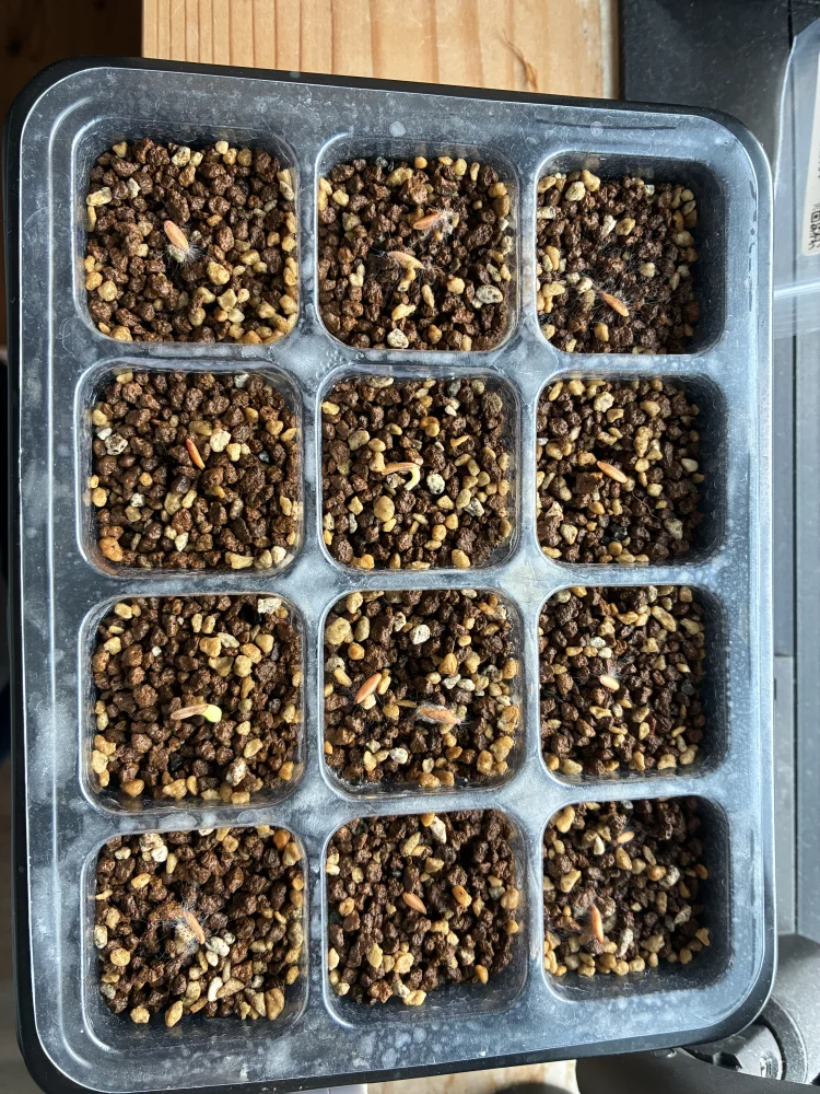 Lot. (パキポディウム グラキリス)