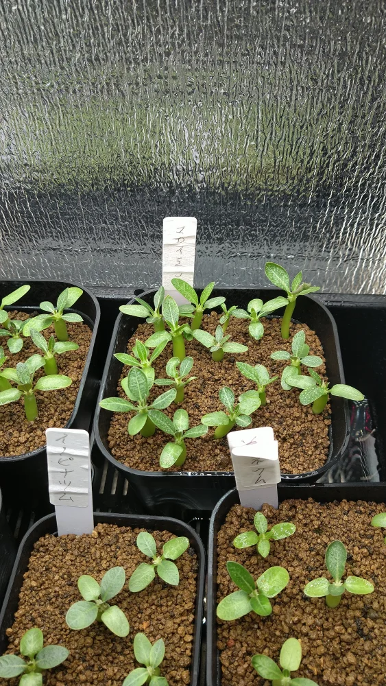 Pachypodium rosulatum ssp. makayense (パキポディウム マカイエンセ)