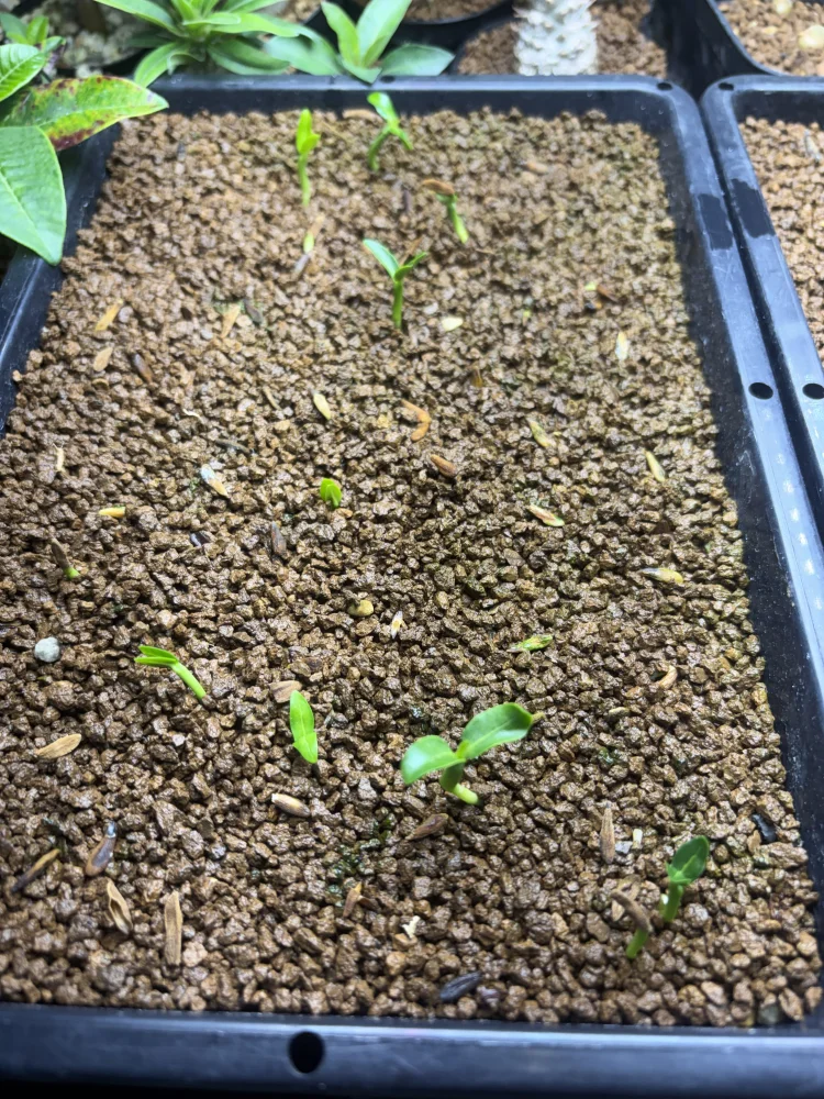 Pachypodium ambongense (パキポディウム アンボンゲンセ)