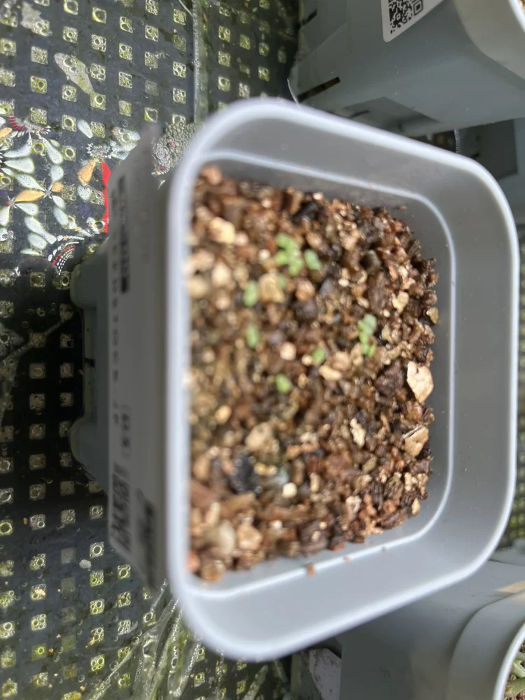 Echeveria runyonii (エケベリア ルンヨニー)