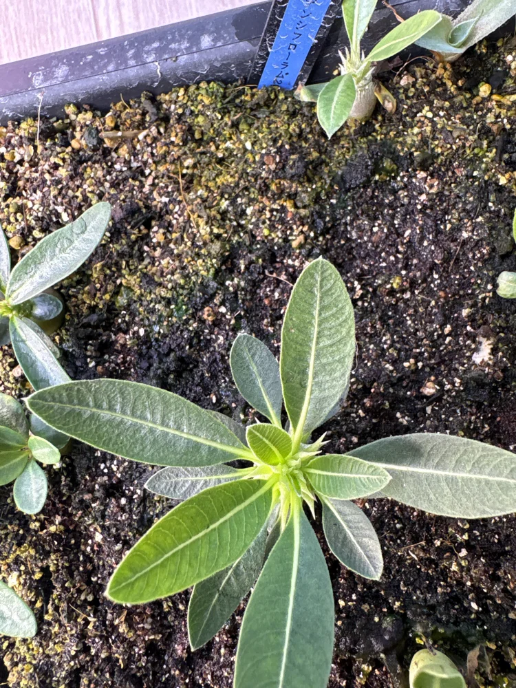 Pachypodium densiflorum var. densiflorum (パキポディウム デンシフローラム)
