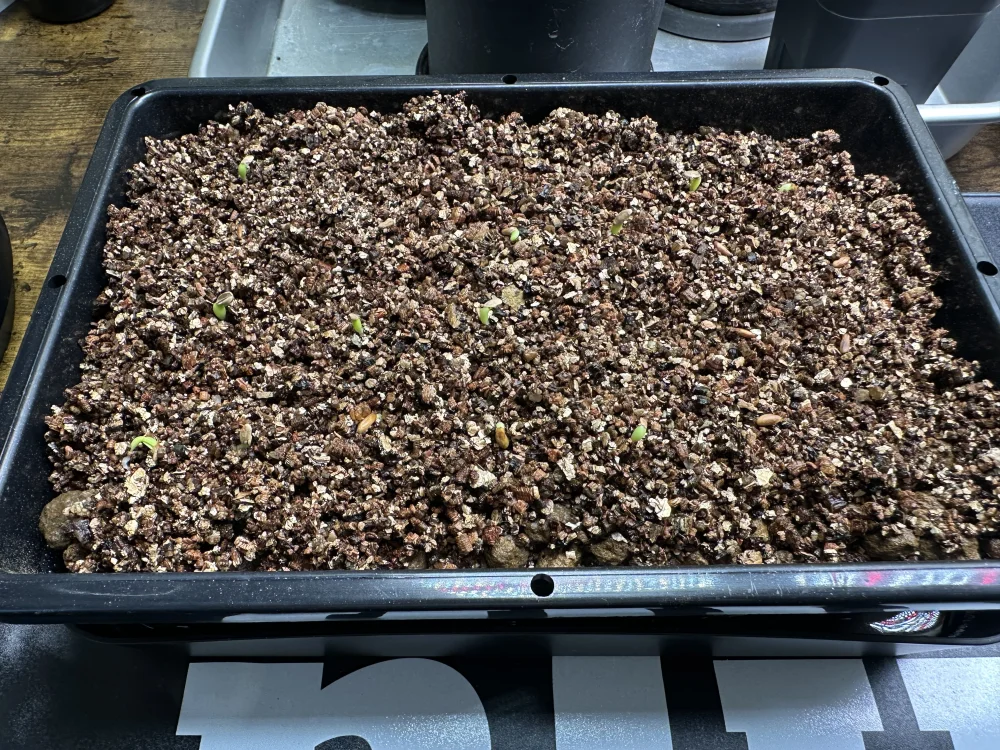 Pachypodium rosulatum var. gracilius Lot. (パキポディウム グラキリス)