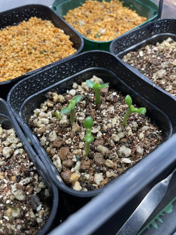 Euphorbia graniticola (ユーフォルビア グラニティコラ)