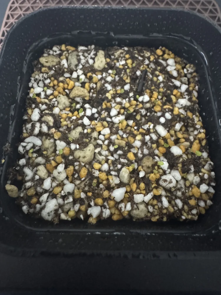 Fenestraria rhopalophylla (フェネストラリア ロパロフィラ 五十鈴玉)