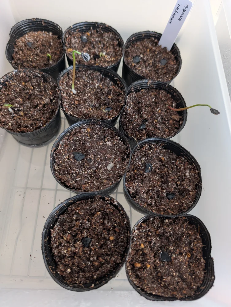 Agave ([プレゼント種子])