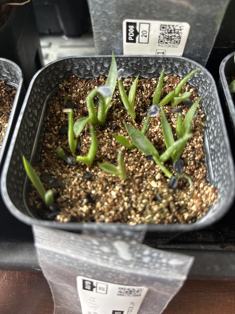 Agave ovatifolia (アガベ オバティフォリア)