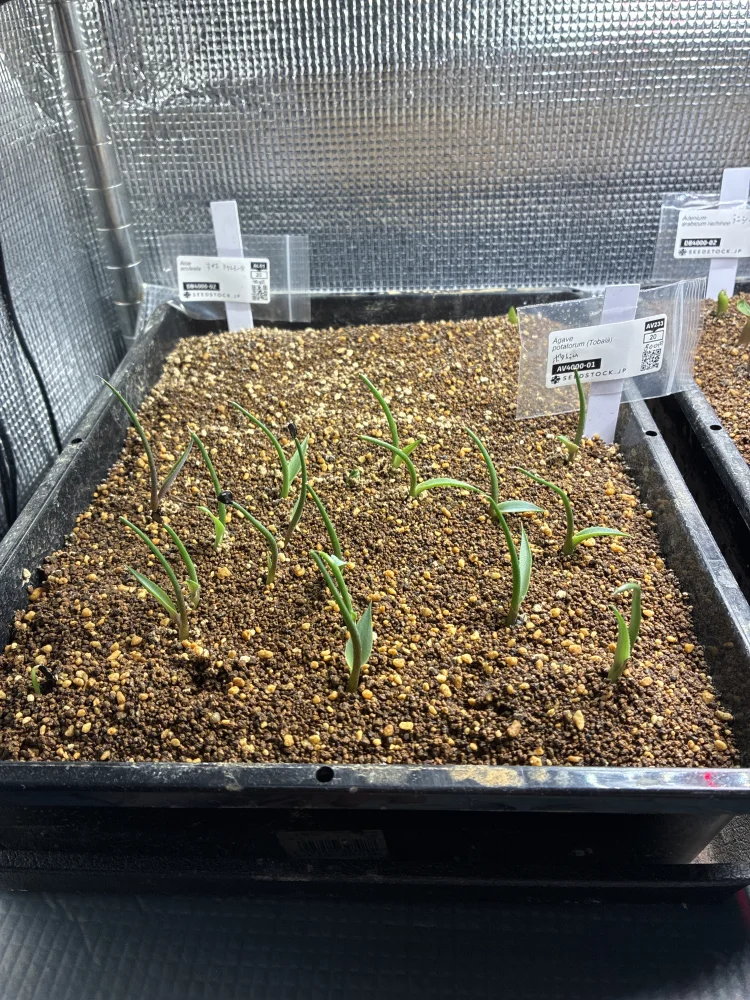 アガベ ポタトラム Agave potatorum  (Tobalá)｜多肉植物 発芽簡単 初心者向け