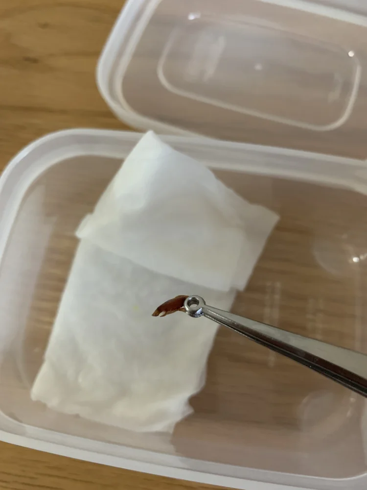 D.エレファンティペス