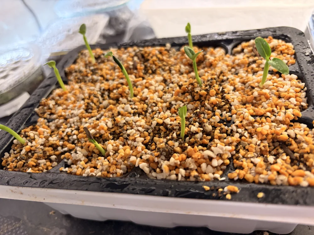 Pachypodium ambongense (パキポディウム アンボンゲンセ)