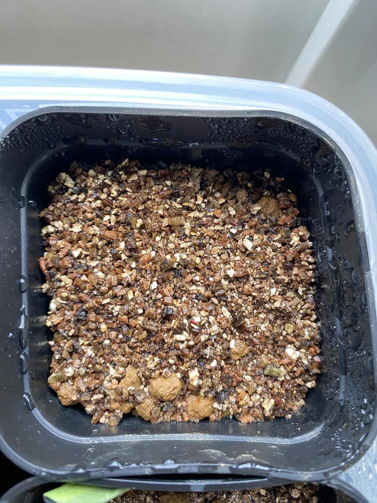 Neoregelia pascoaliana (ネオレゲリア パスコアリアーナ)