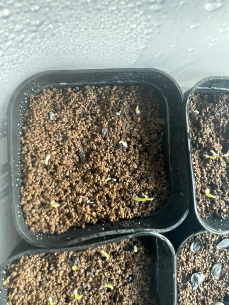 Agave utahensis var. eborispina (アガベ エボリスピナ)