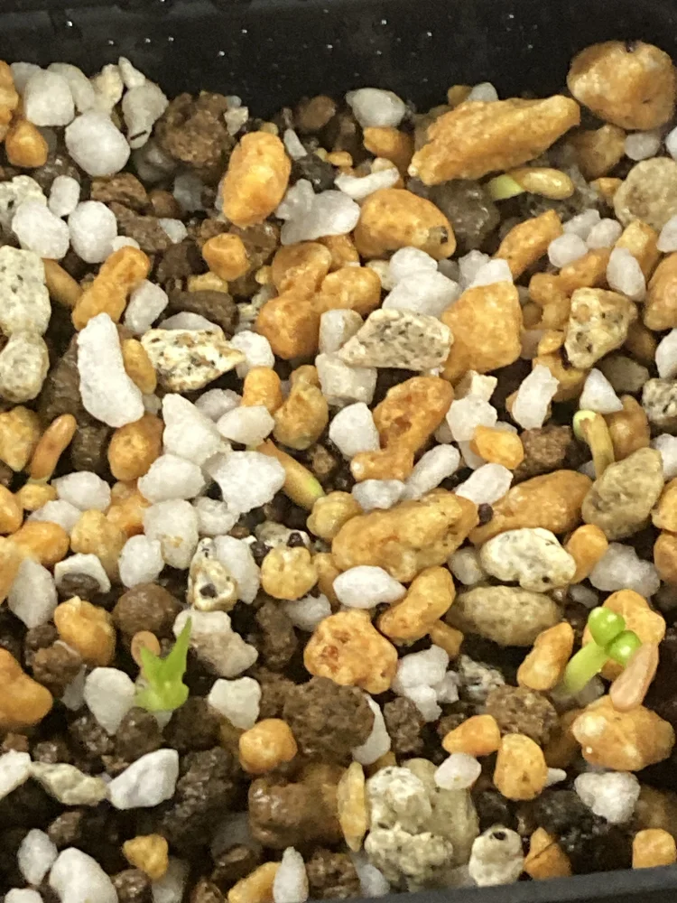 Pachypodium rosulatum var. gracilius Lot. (パキポディウム グラキリス)