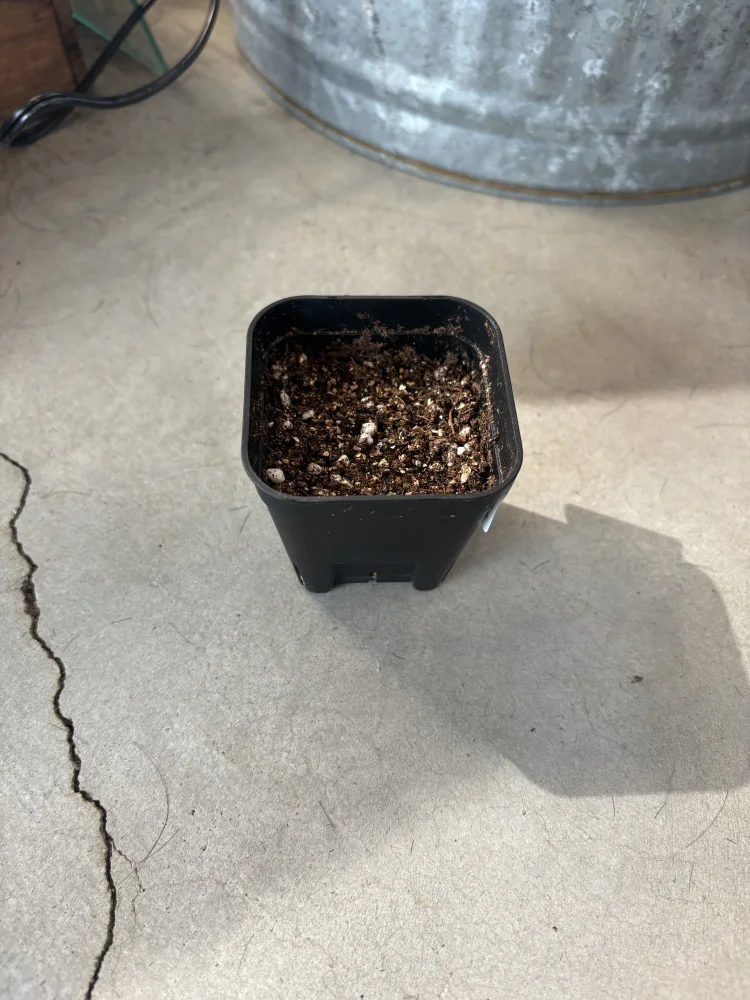 Pachypodium ambongense (パキポディウム アンボンゲンセ)