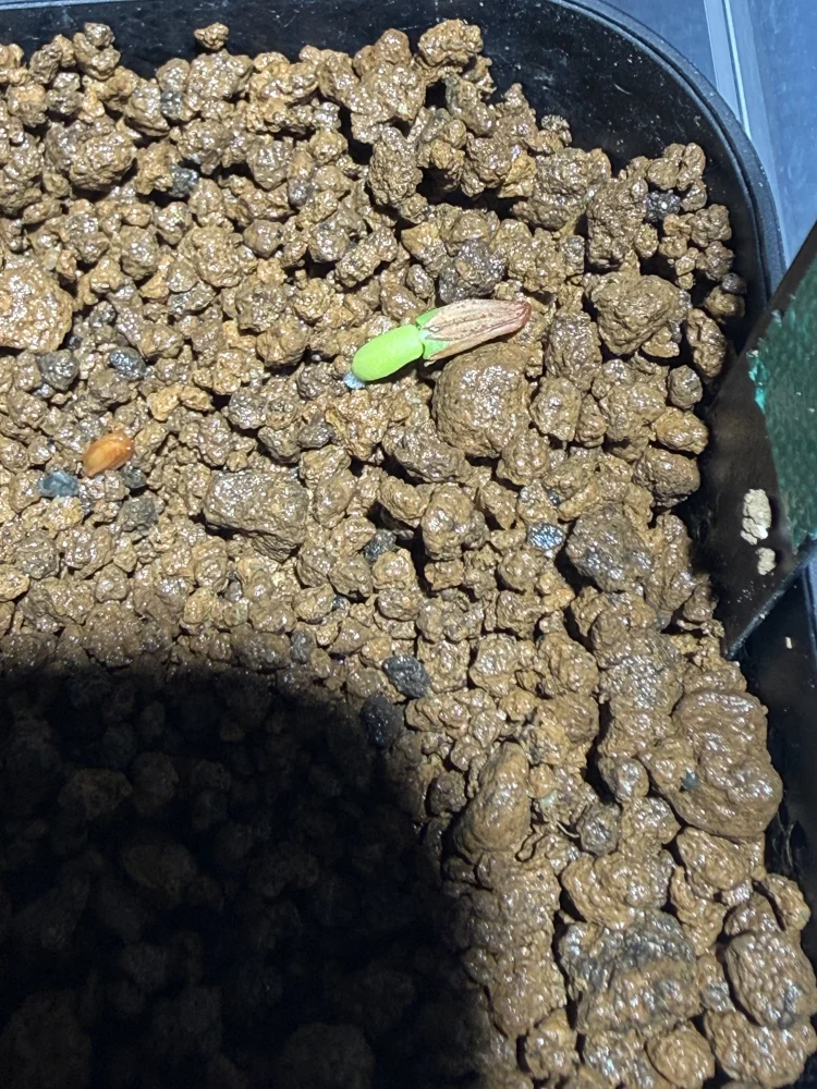 Pachypodium rosulatum ssp. makayense (パキポディウム マカイエンセ)
