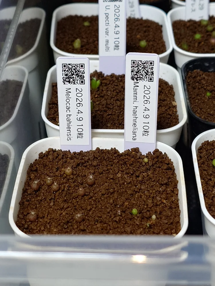 Mammillaria haehneliana (マミラリア ハーニリアナ)