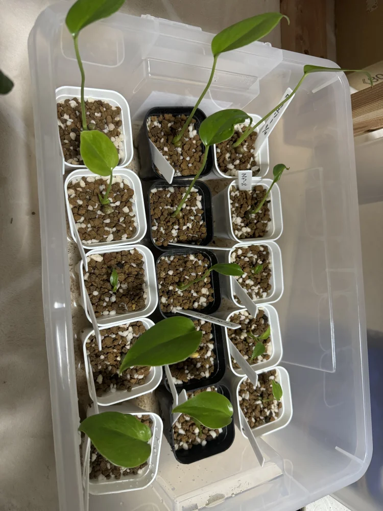 Monstera deliciosa Tauerii (モンステラ タウエリー)
