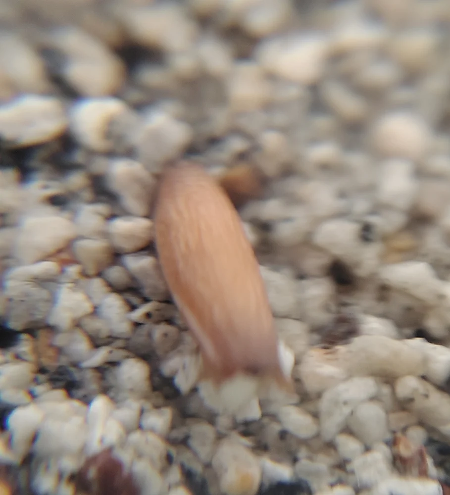 Adenium obesum (アデニウム オベスム)