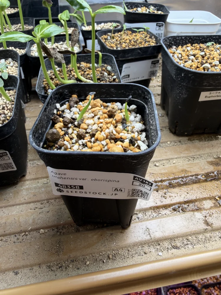 Agave utahensis var. eborispina (アガベ エボリスピナ)