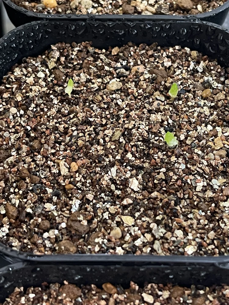 Aloe erinacea var. erinacea (アロエ エリナケア)