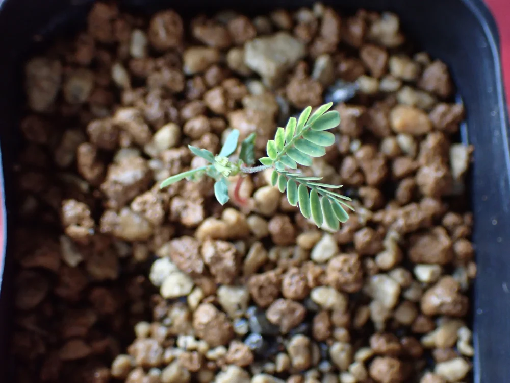 Acacia dealbata (アカシア フサアカシア)