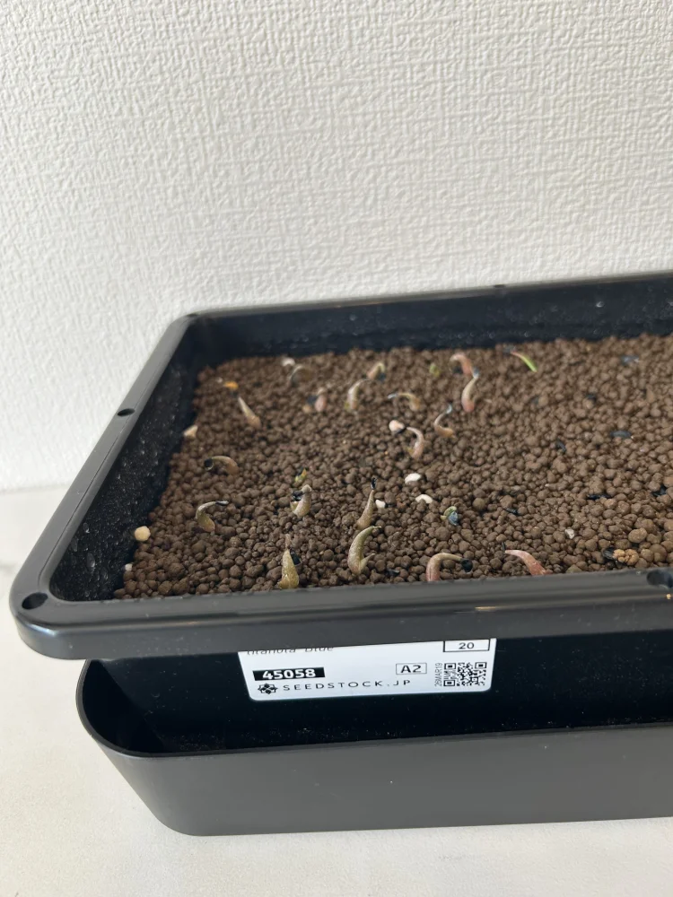 アガベ チタノタブルー Agave titanota Blue｜人気品種 初心者向け 発芽しやすい