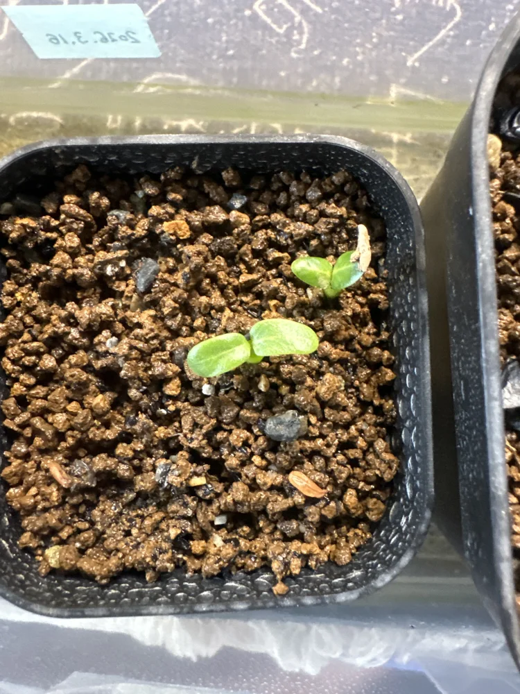 パキポディウム グラキリス Pachypodium rosulatum var. gracilius Lot.2025DEC