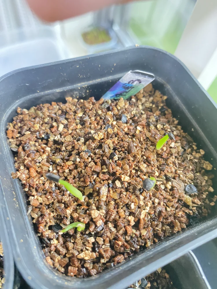 Agave lechuguilla (アガベ レチュギュラ)