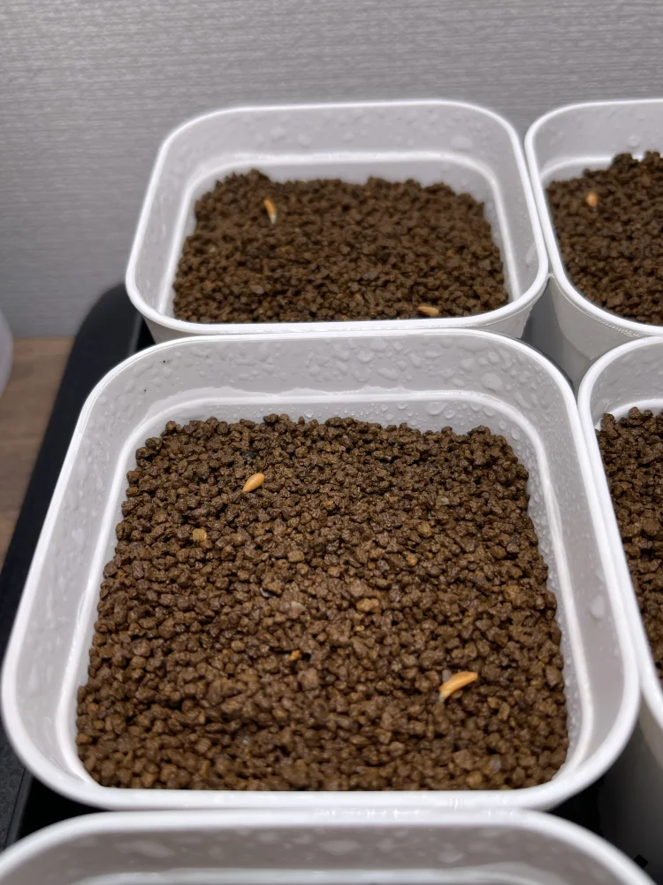 Pachypodium rosulatum var. inopinatum (パキポディウム イノピナツム)