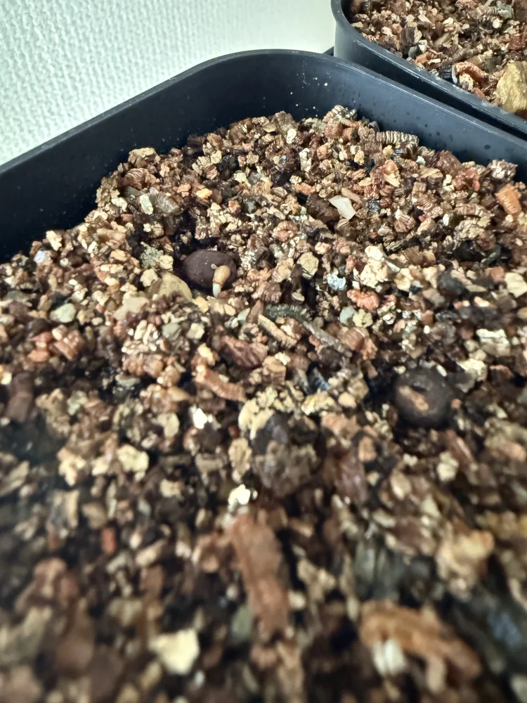 Operculicarya pachypus (オペルクリカリア パキプス2025D)