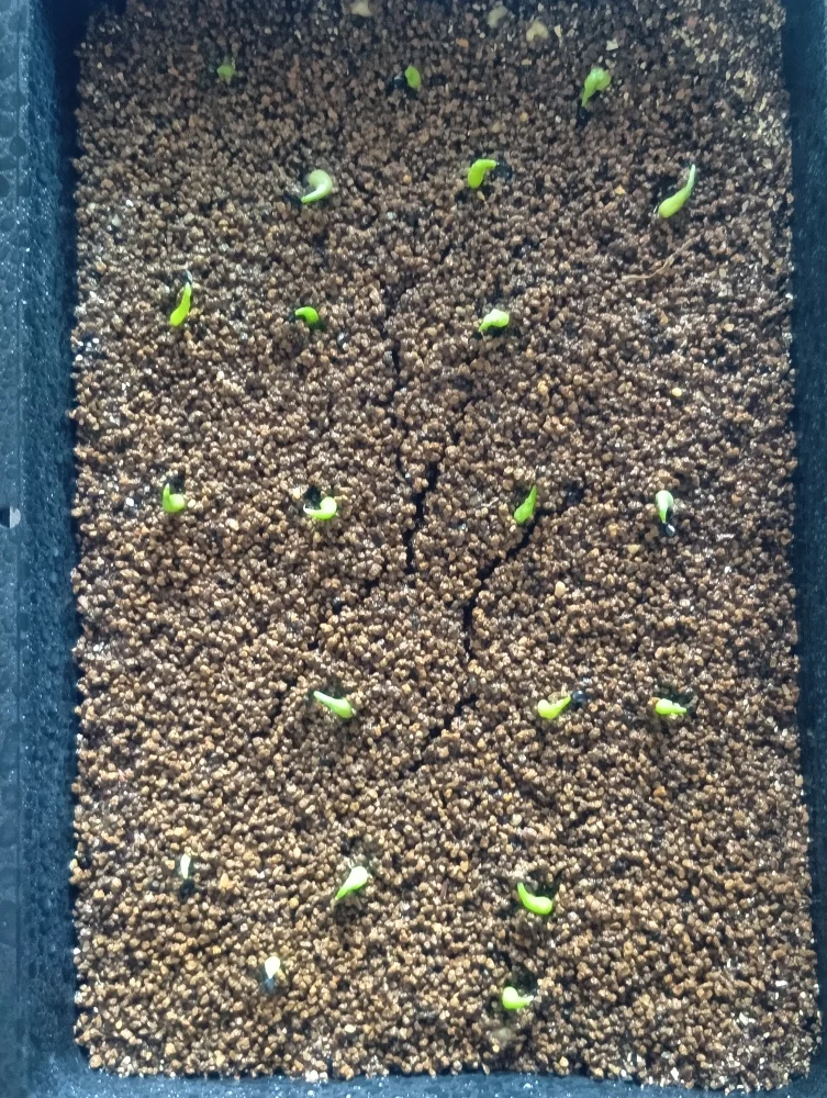 Agave oteroi Lot. (アガベ オテロイ)