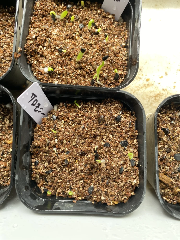 Agave salomonii (アガベ サロモニー)