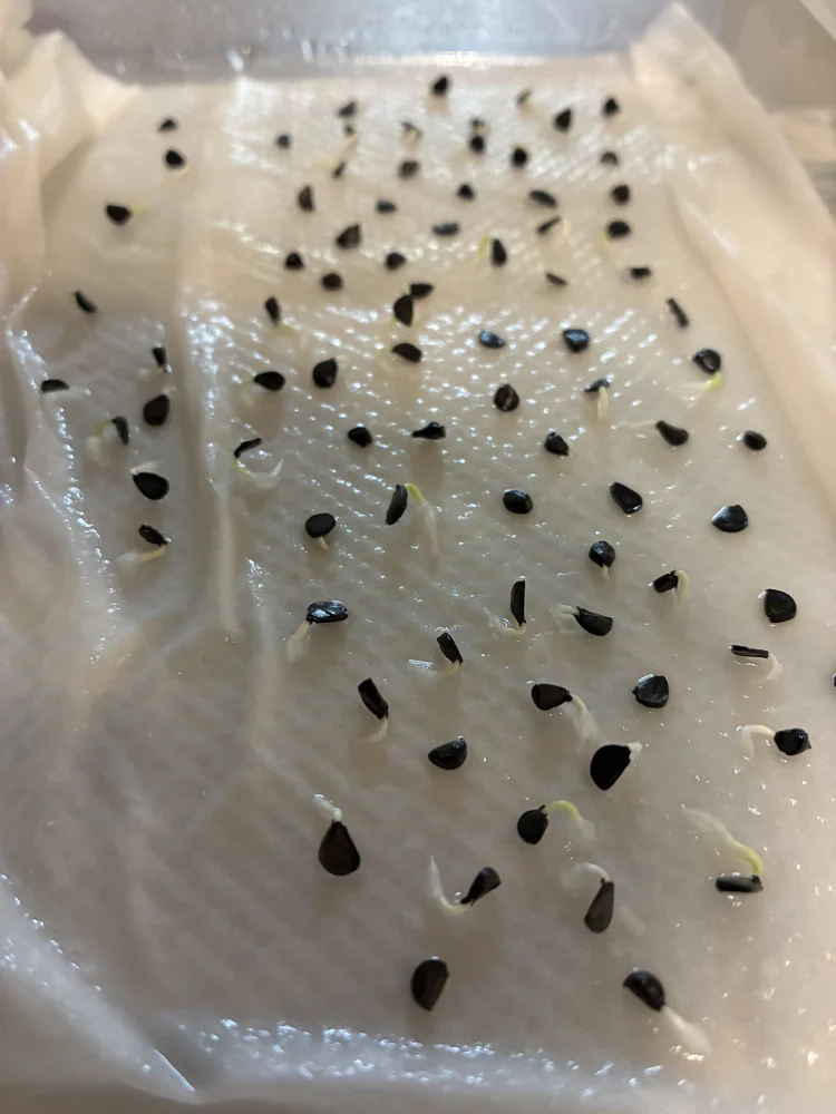 Agave utahensis var. nevadensis 'Compacta' (アガベ ネバデンシス コンパクタ)