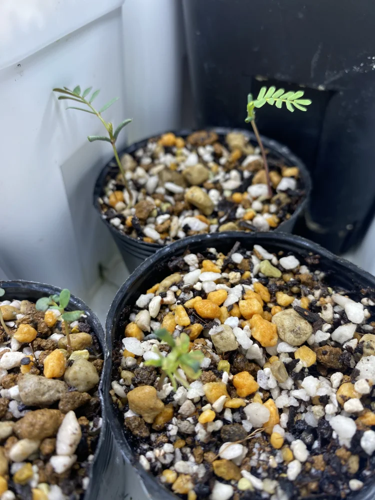 アカシア フサアカシア Acacia dealbata