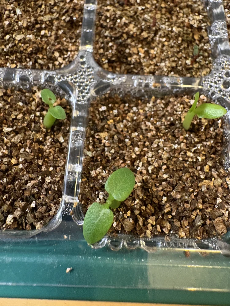 Pachypodium rosulatum var. inopinatum ([プレゼント種子 3月22日まで] パキポディウム イノピナツム)