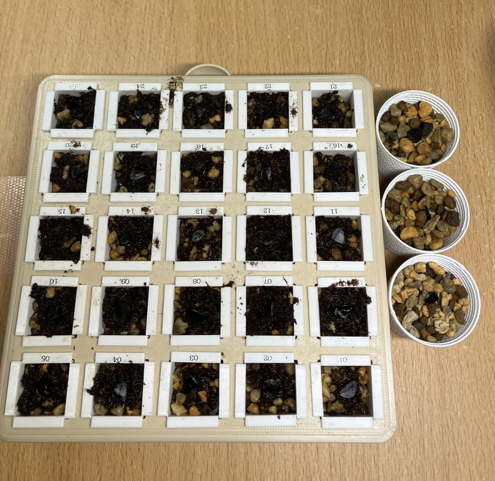 Agave ([プレゼント種子])