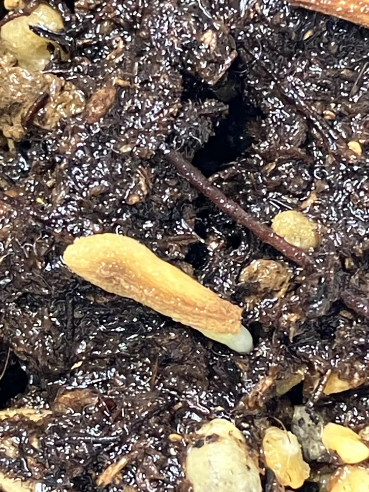 Pachypodium ambongense (パキポディウム アンボンゲンセ)