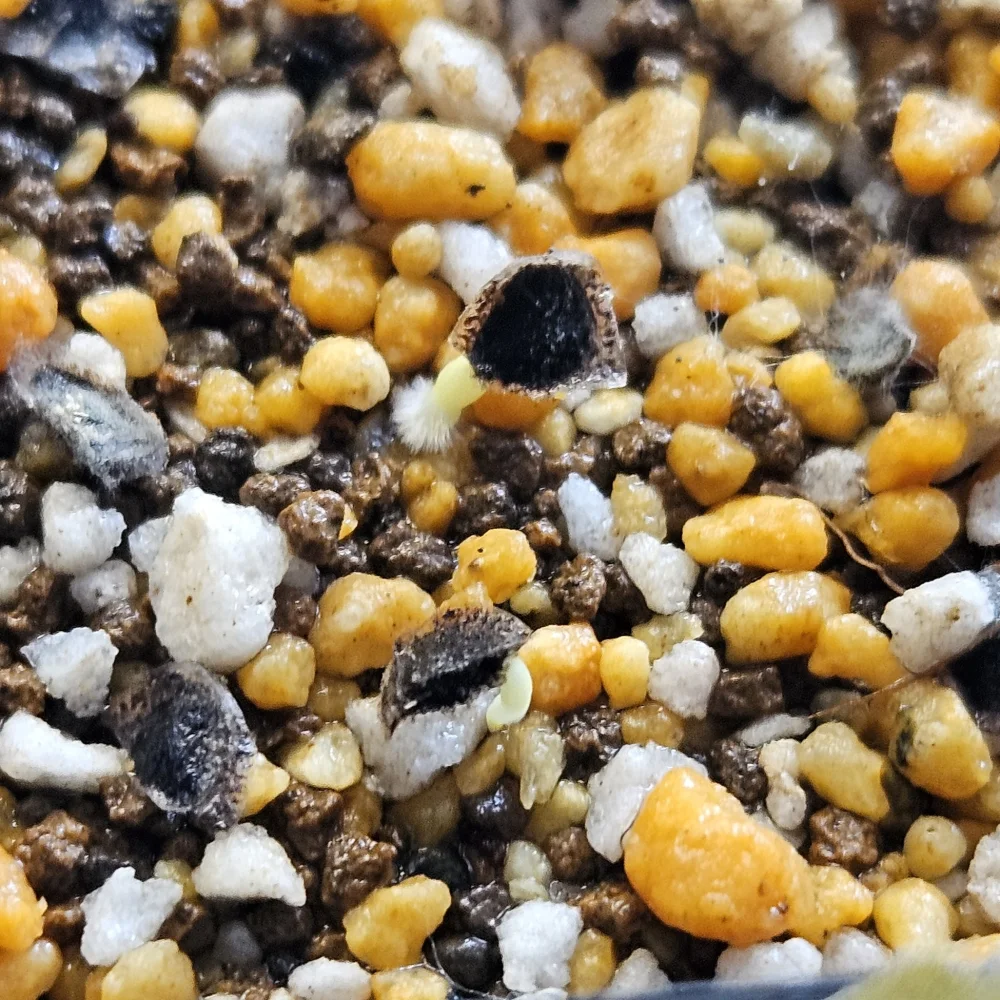 Aloe erinacea var. erinacea (アロエ エリナケア)