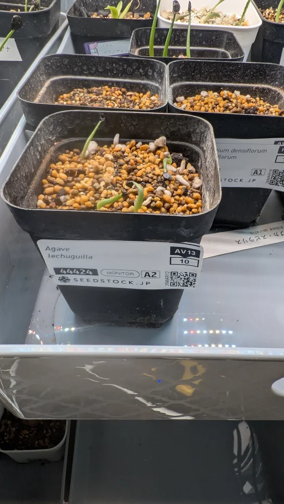 Agave lechuguilla (アガベ レチュギュラ)