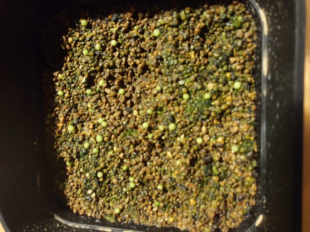 Aztekium hintonii (アズテキウム ヒントニー)