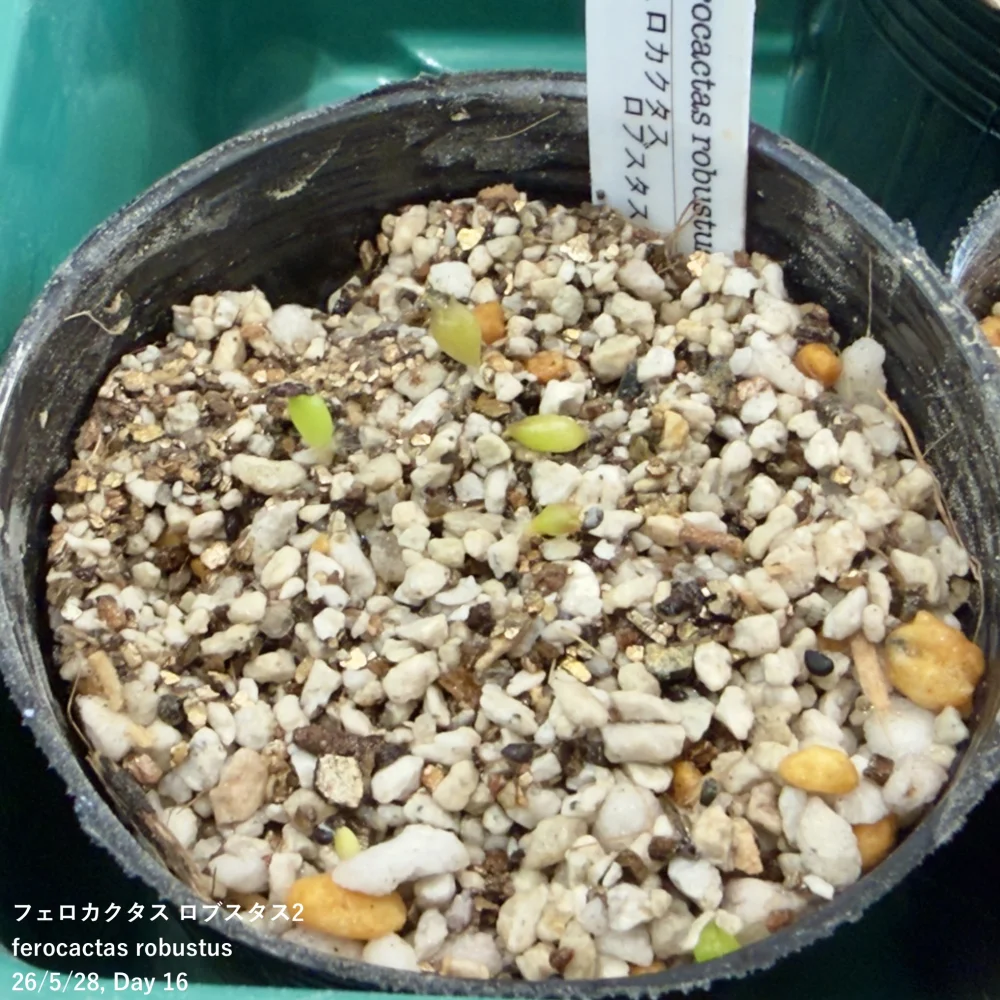 Ferocactus robustus (フェロカクタス ロブスタス)