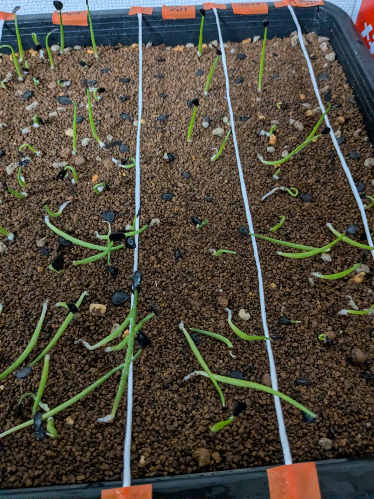 アガベ ハバルディアナ Agave havardiana