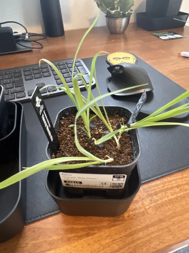 Yucca rostrata (ユッカ ロストラータ 'グレイグリーン')