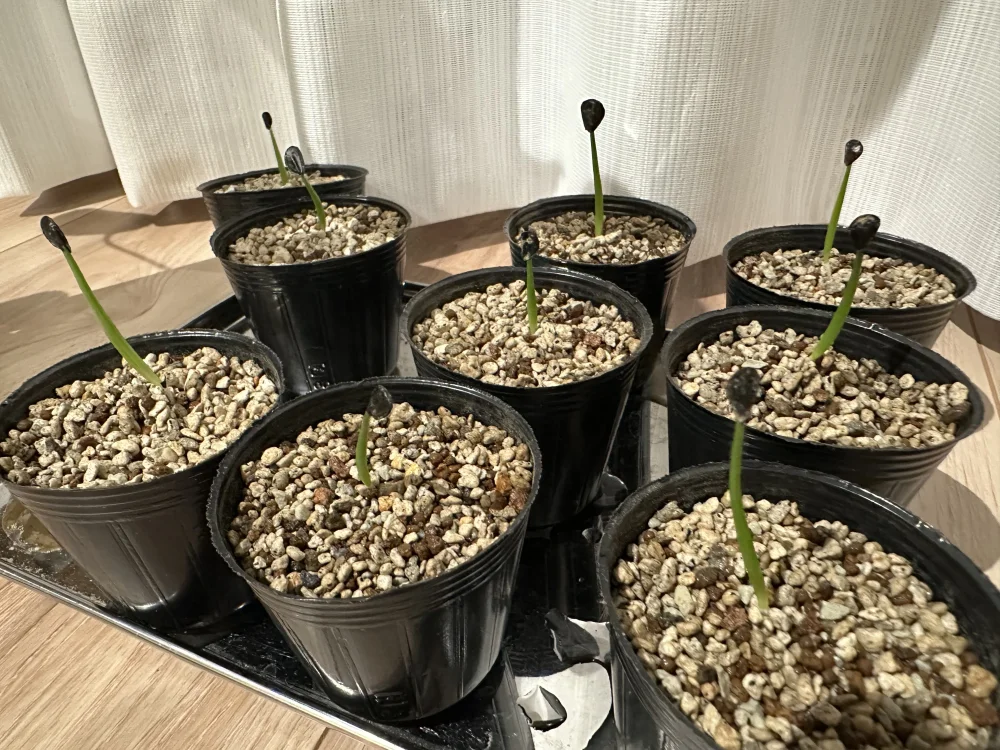 Agave montana (アガベ モンタナ)