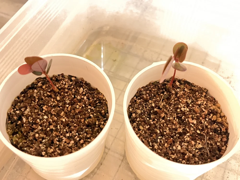 Phyllanthus mirabilis (フィランサス ミラビリス)