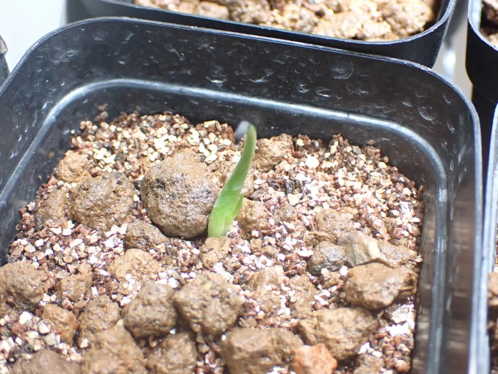 Agave utahensis var. eborispina (アガベ エボリスピナ)