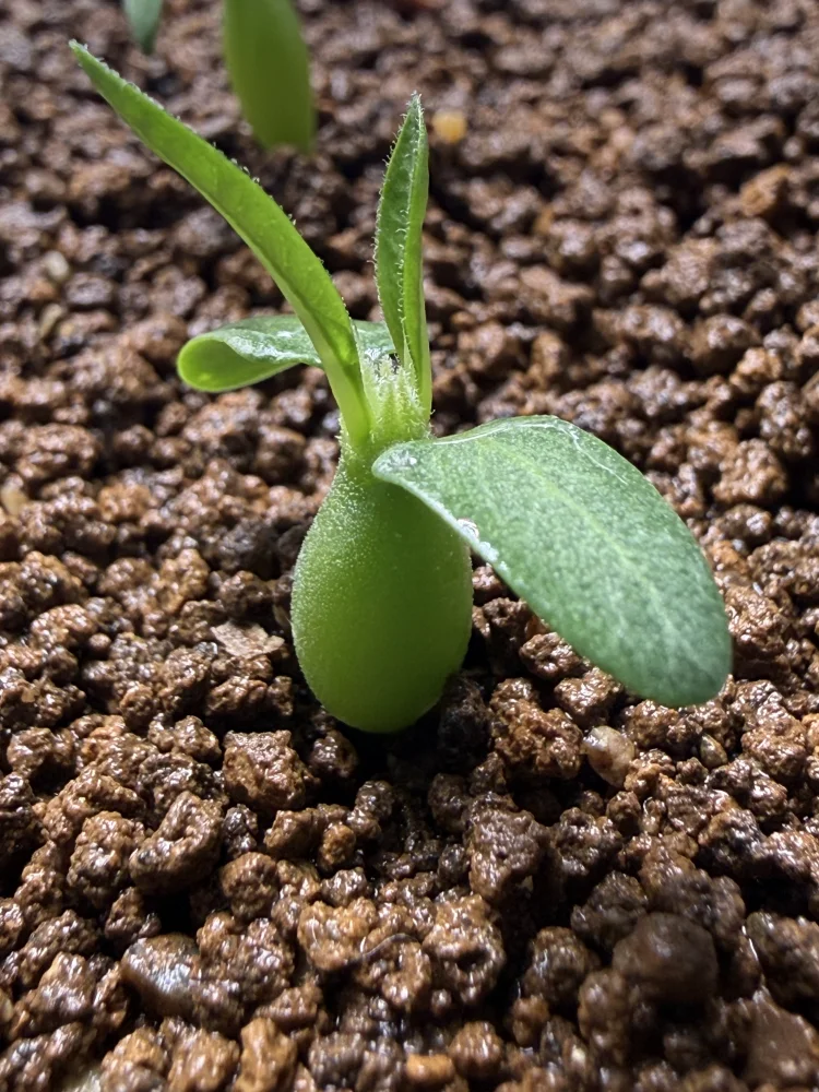 Pachypodium rosulatum var. gracilius Lot. (パキポディウム グラキリス)