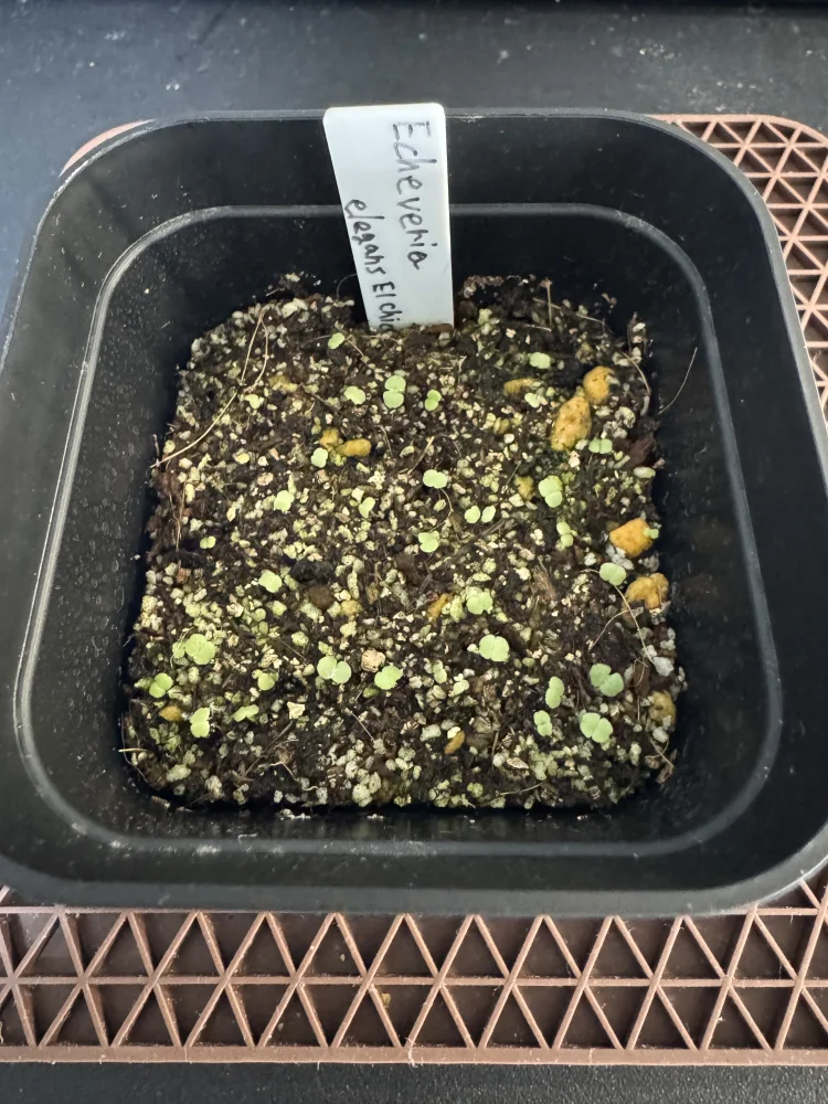 Echeveria elegans El Chico (エケベリア エレガンス エルチコ)